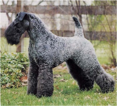 grey irish terrier